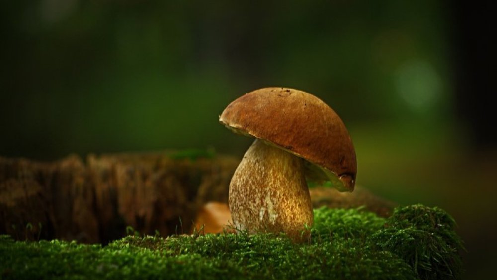 Wrzesień to miesiąc grzybiarzy